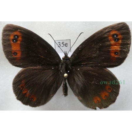 Erebia aethiops (Esper, 1777) Górówka medea Poland35e